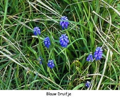 Westerdokseiland - Blauw Druifje