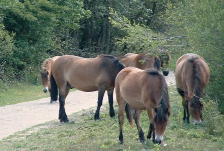 Konikpaarden in het bos- en duingebied bij de Zeeweg.